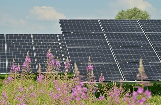 Solar modules behind flowering fireweed in a meadow